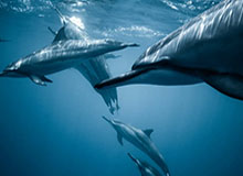 据报道，《使命召唤》终于即将登陆 Switch。